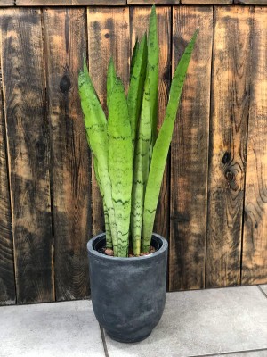 Sansevieria Silver Mist