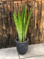 Sansevieria Silver