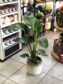 Strelitzia Nicolai