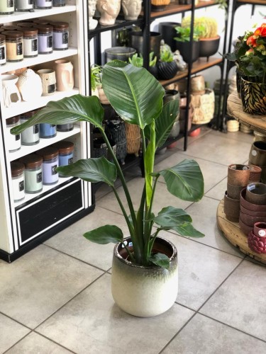 Strelitzia Nicolai