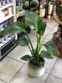 Strelitzia Nicolai niska