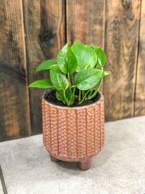Epipremnum aureum 
