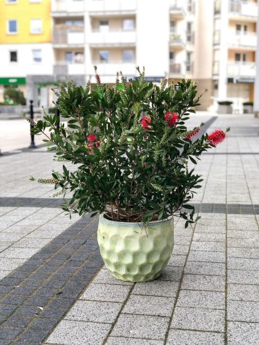Callistemon Citrinus Kuflik