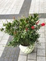 Callistemon, Kuflik