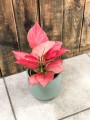 Aglaonema Pink