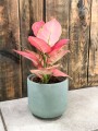 Aglaonema Pink Star