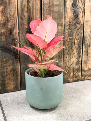 Aglaonema Pink Star