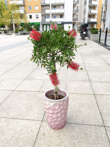 Callistemon red Kuflik