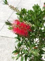Kuflik Callistemon Red