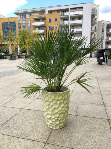 Chamaerops humilis