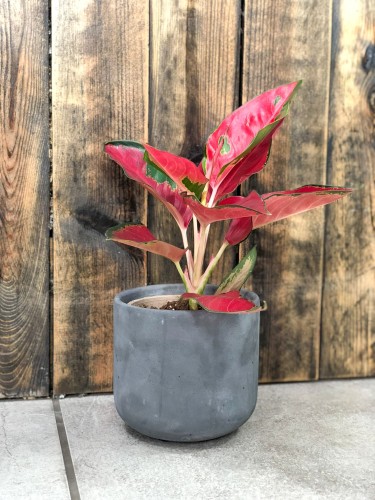 Aglaonema Red Star