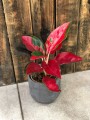 Aglaonema Red