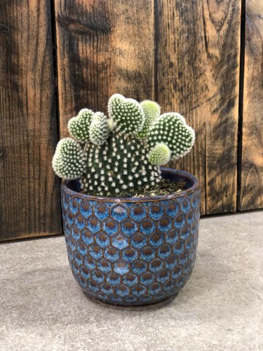 Opuntia Albispina