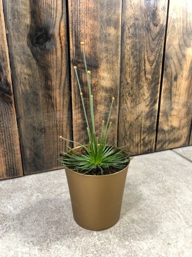 Syngonanthus chrysanthus Mikado