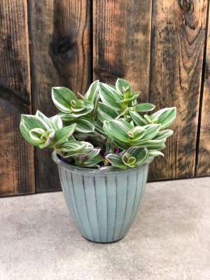Tradescantia White Clone, trzykrotka 