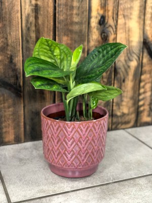 Monstera karstenianum