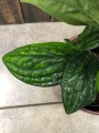 Monstera karstenianum liść