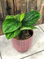 Monstera