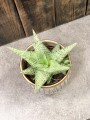 Aloe Aloes Desert Diamond