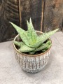 Aloe Desert Diamond