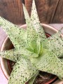 Aloes Aloe