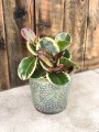 Hoya australis Blondie