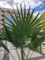 Palma Trachycarpus fortunei