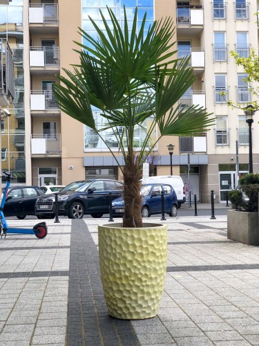Trachycarpus fortunei