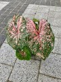 Pink Beauty Caladium
