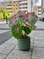 Różowe Caladium Pink Beauty