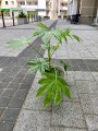 Fatsia Fatsja variegata
