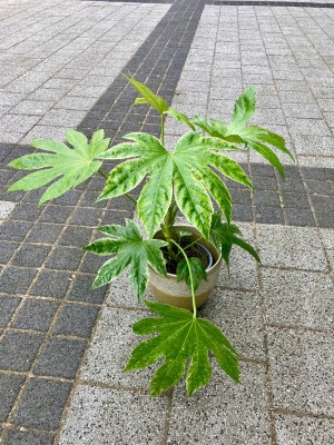 Fatsia Japonica Variegata, fatsja