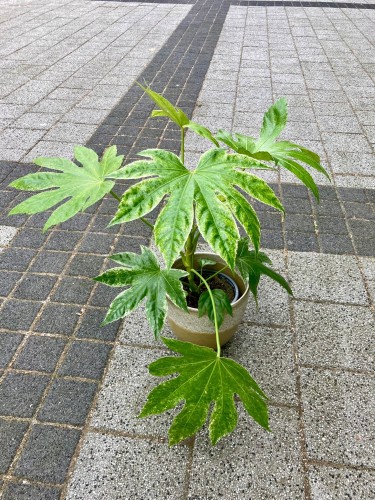 Fatsia variegata