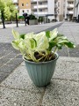 Epipremnum Happy Leaf