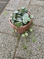 Ceropegia woodii
