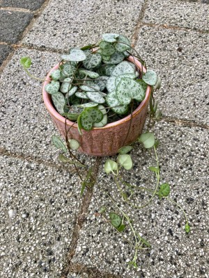 Ceropegia woodii 