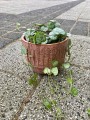 Ceropegia