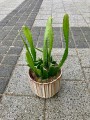 Epiphyllum