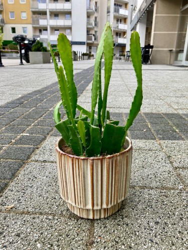 Epiphyllum Red Tip