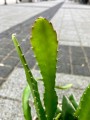 Red Tip Epiphyllum