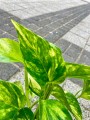 Epipremnum Hicolor żółte