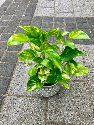Epipremnum Hicolor