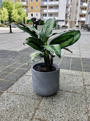 Calathea Beauty Star, kalatea