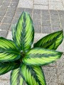 Kolorowa Calathea Beauty Star