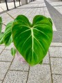 Gloriosum Philodendron