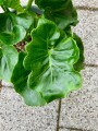 Filodendron Atom