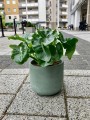 Philodendron Atom