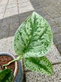Scindapsus pictus Trebie