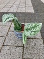 Scindapsus Trebie