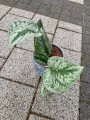 Srebrny Scindapsus Trebie